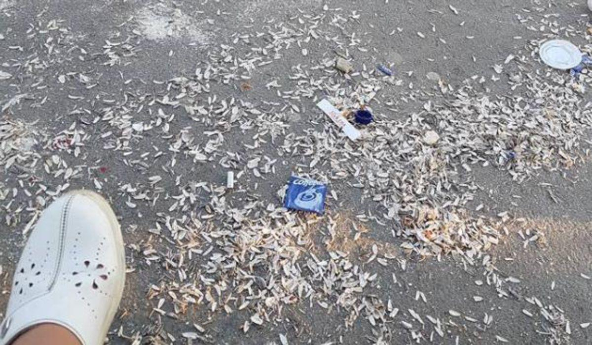 O pubelă pentru fiecare sămânțar