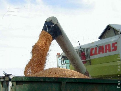 Un hectar de grâu „ajunge” la 2.400 de lei