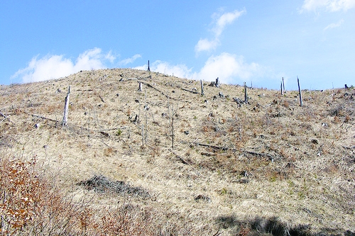 Proiectul prin care defrişările ilegale sunt ameninţări la siguranţa naţională, adoptat tacit