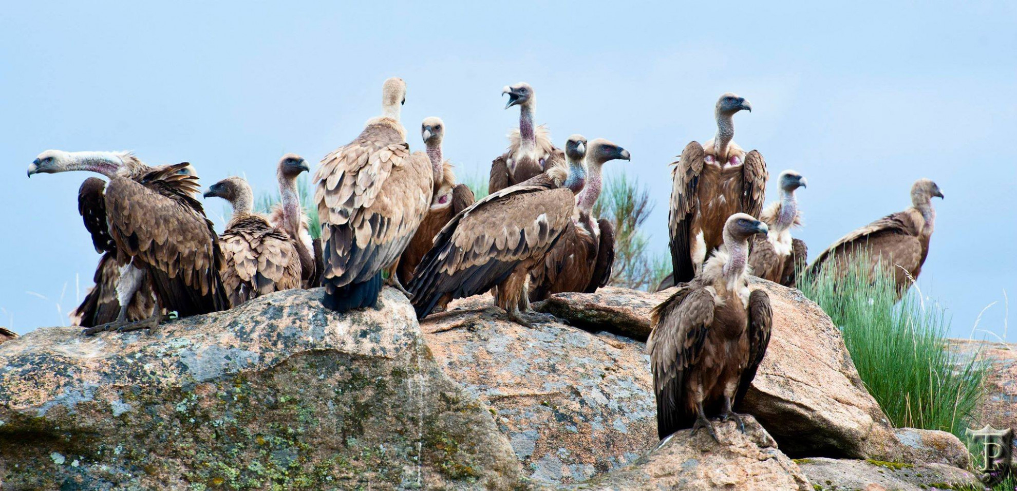 Vulturii suri revin în România, după mai bine de 70 de ani