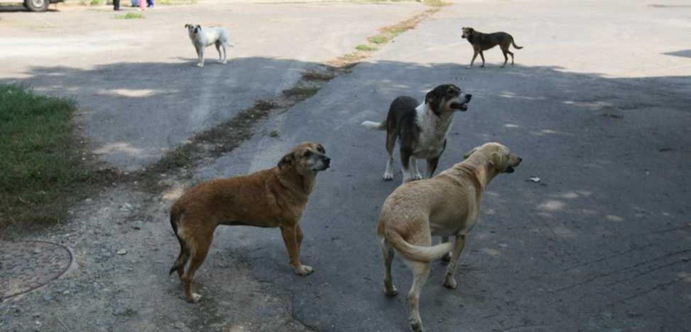 Câinii prea slobozi provoacă necazuri penale