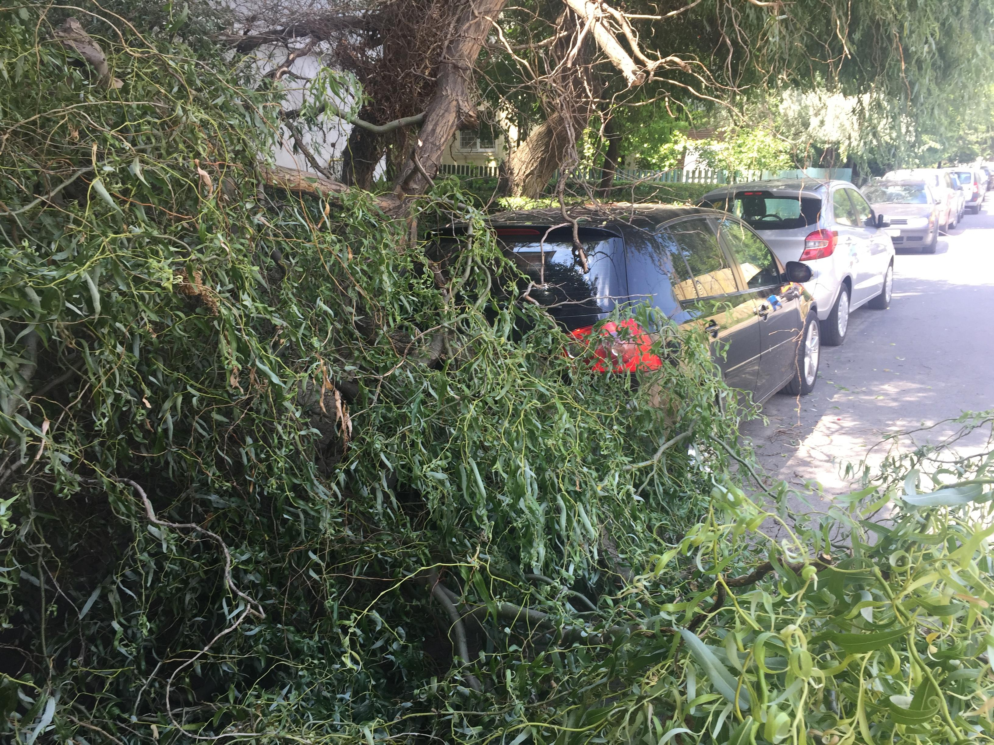 S-a trezit cu copacul pe maşină