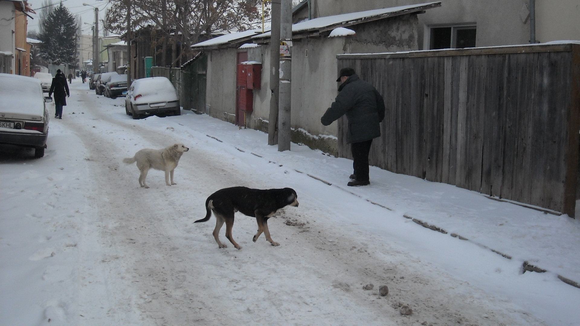 Taxa de ecarisaj încasată inutil. Câinii mişună nestingheriţi în Piaţa Centrală