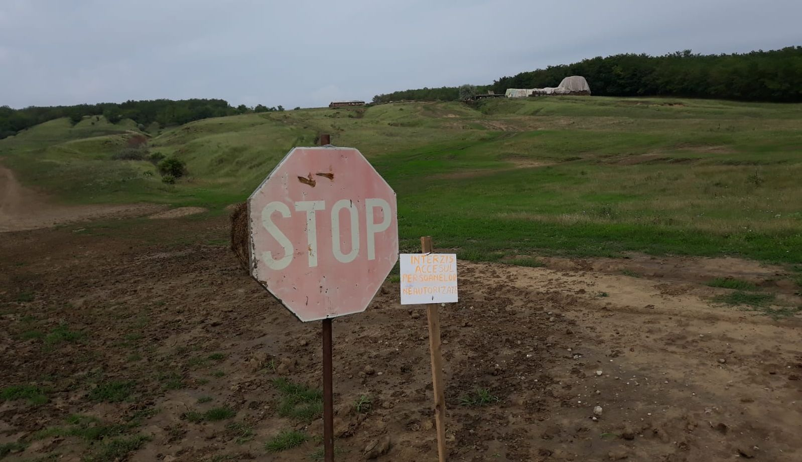 UPDATE | Măsuri suplimentare după ce a fost confirmat virusul pestei porcine africane