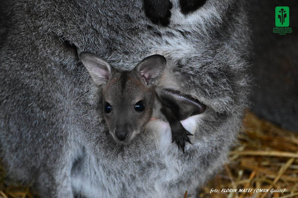 Vino şi dă-i un nume puiului! Un cangur pitic are buletin de Galaţi