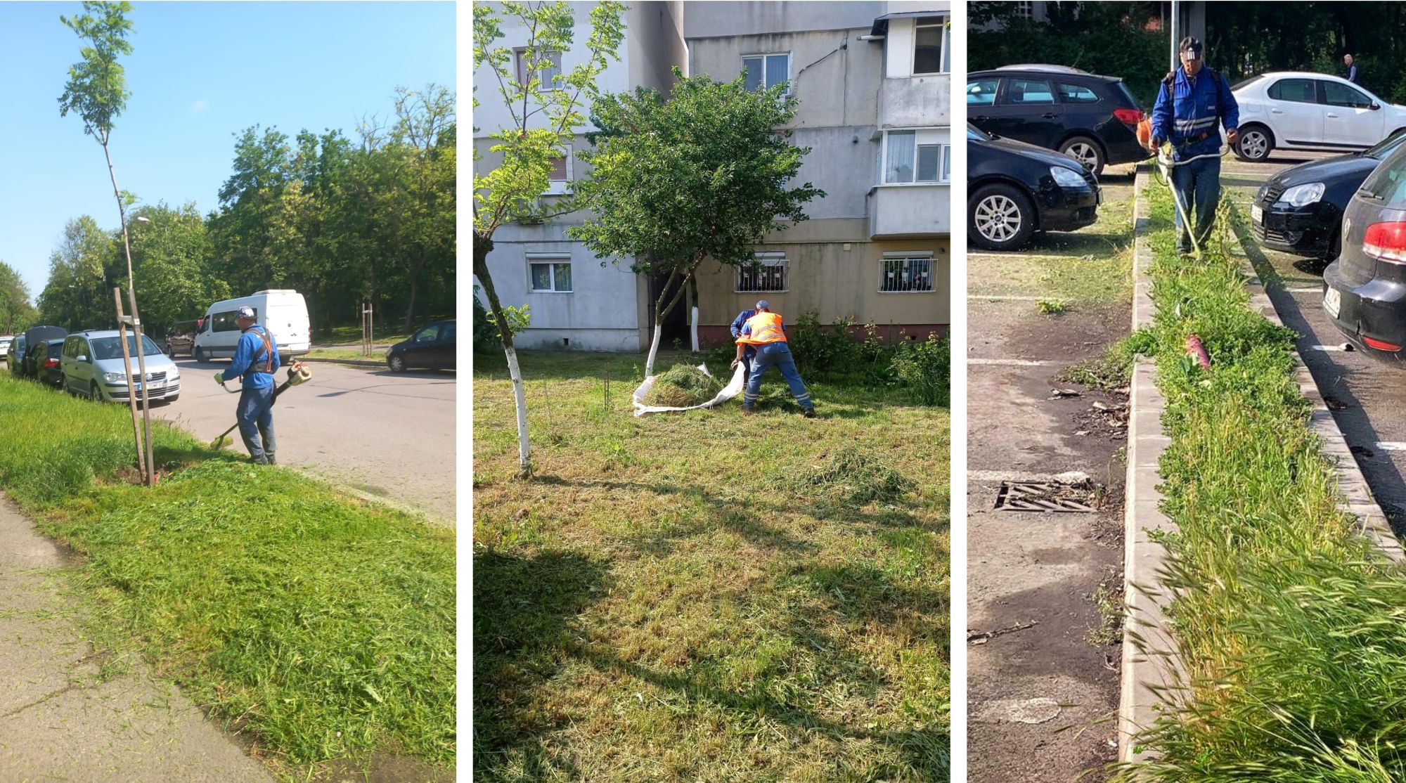 Jungla urbană, sub coasă. În ce cartiere scăpăm de buruieni