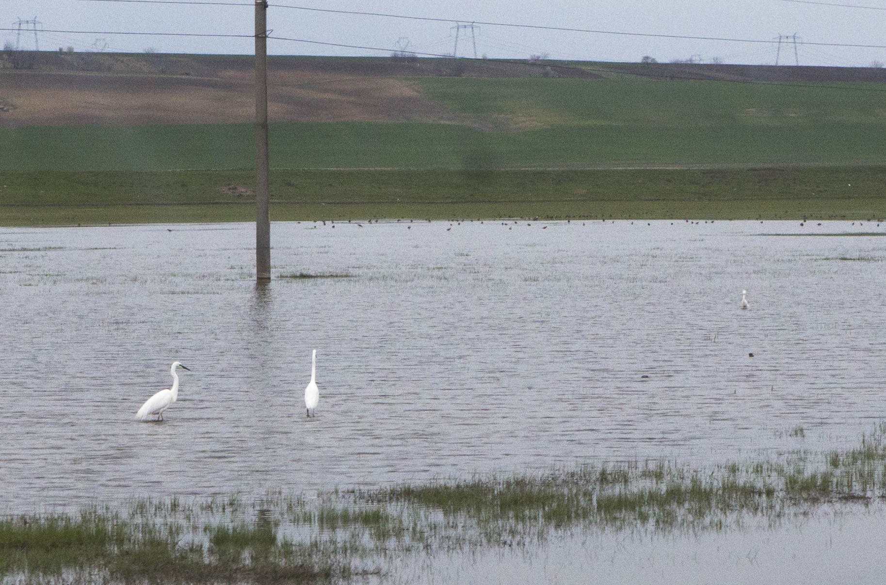 Județul Galați încă are pășuni sub ape