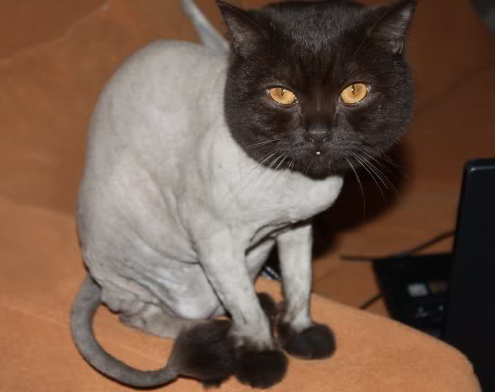 ȘCOALA IUBITORILOR DE ANIMALE/ Putem tunde pisica?