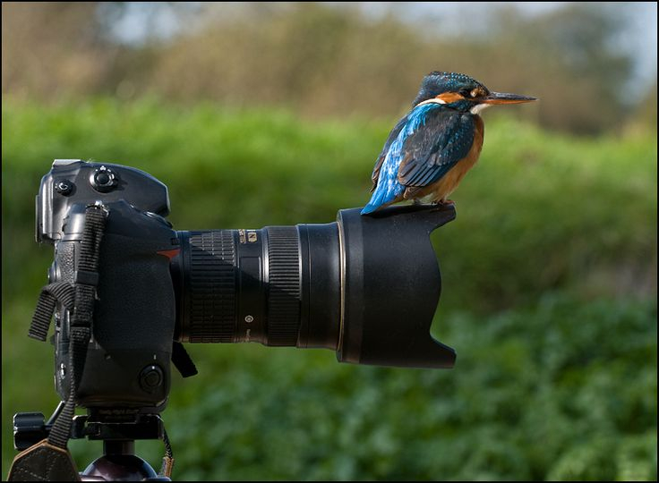 Jurnaliștii, chemați să contribuie la protejarea mediului