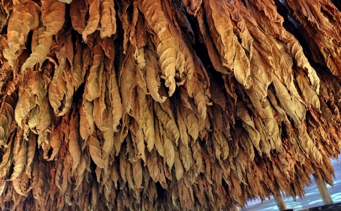 Patru tone de tutun, recolta gălăţenilor