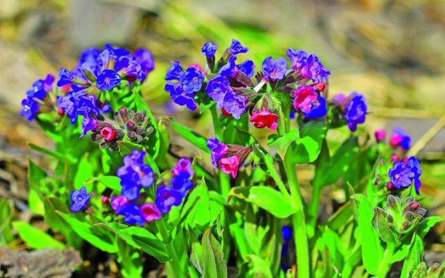 Plămânărica tratează infecţiile respiratorii