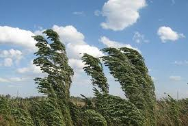 Cod galben de vijelii în regiunea Galați-Brăila