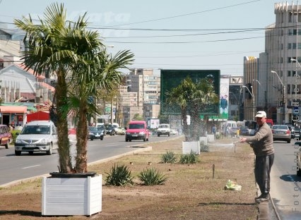 La umbra tânărului palmier 