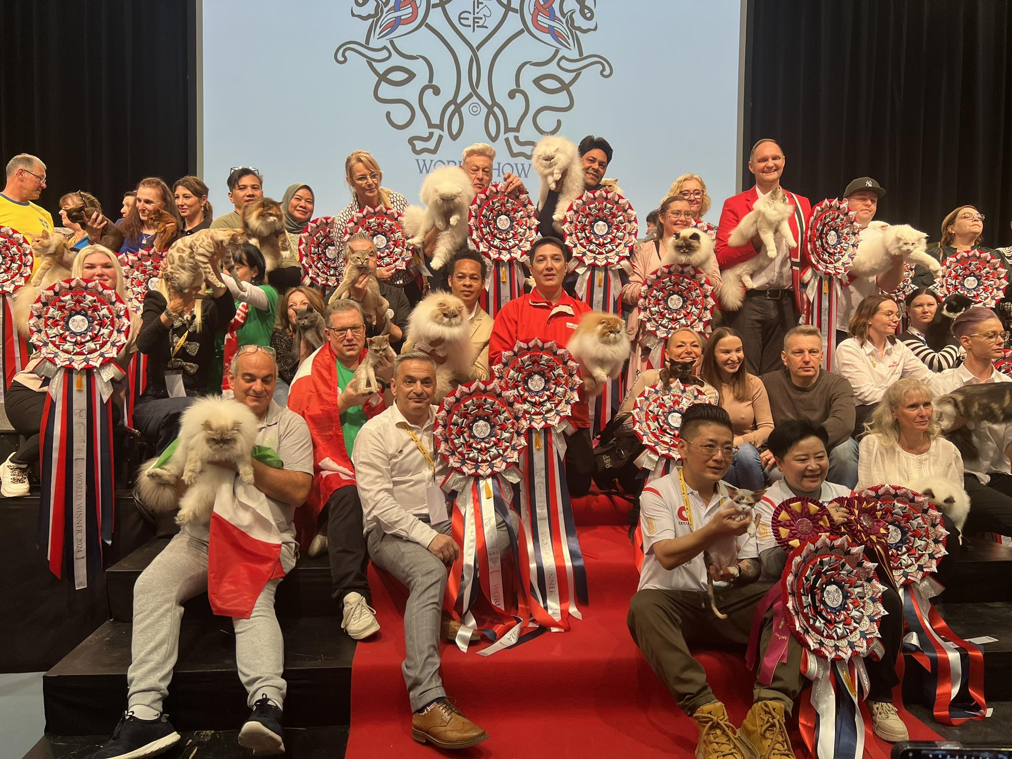 Cinci pisici din România, cele mai frumoase din lume la varietatea lor de culoare