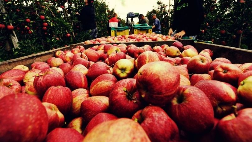 Merele noastre s-au copt prea repede