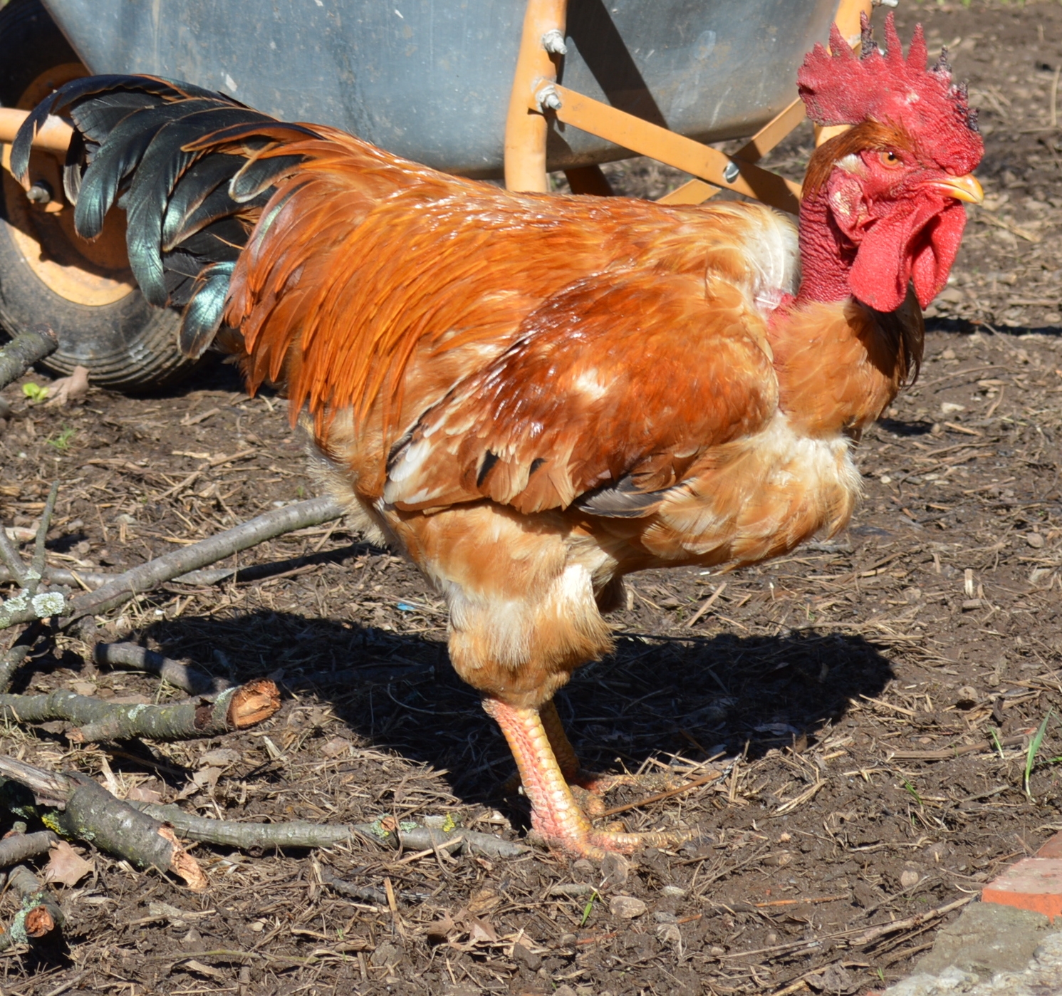 Cele mai neobişnuite muşcături suferite de gălăţeni în 2012