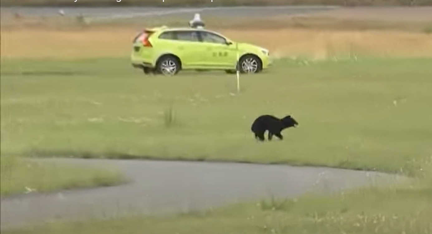 Aeroport închis din cauza unui urs