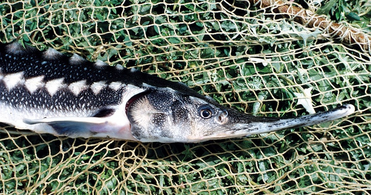 Dunărea, împânzită cu setci pentru capturarea sturionilor