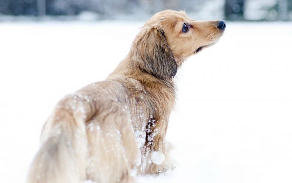 AFLĂ cum poţi avea GRIJĂ de animalul tău de companie în perioada GEROASĂ