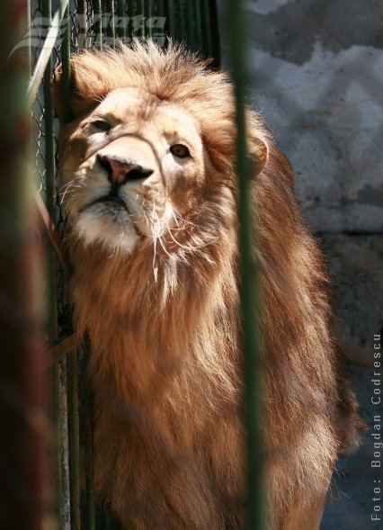 Descindere în Cartea junglei, la Zoo