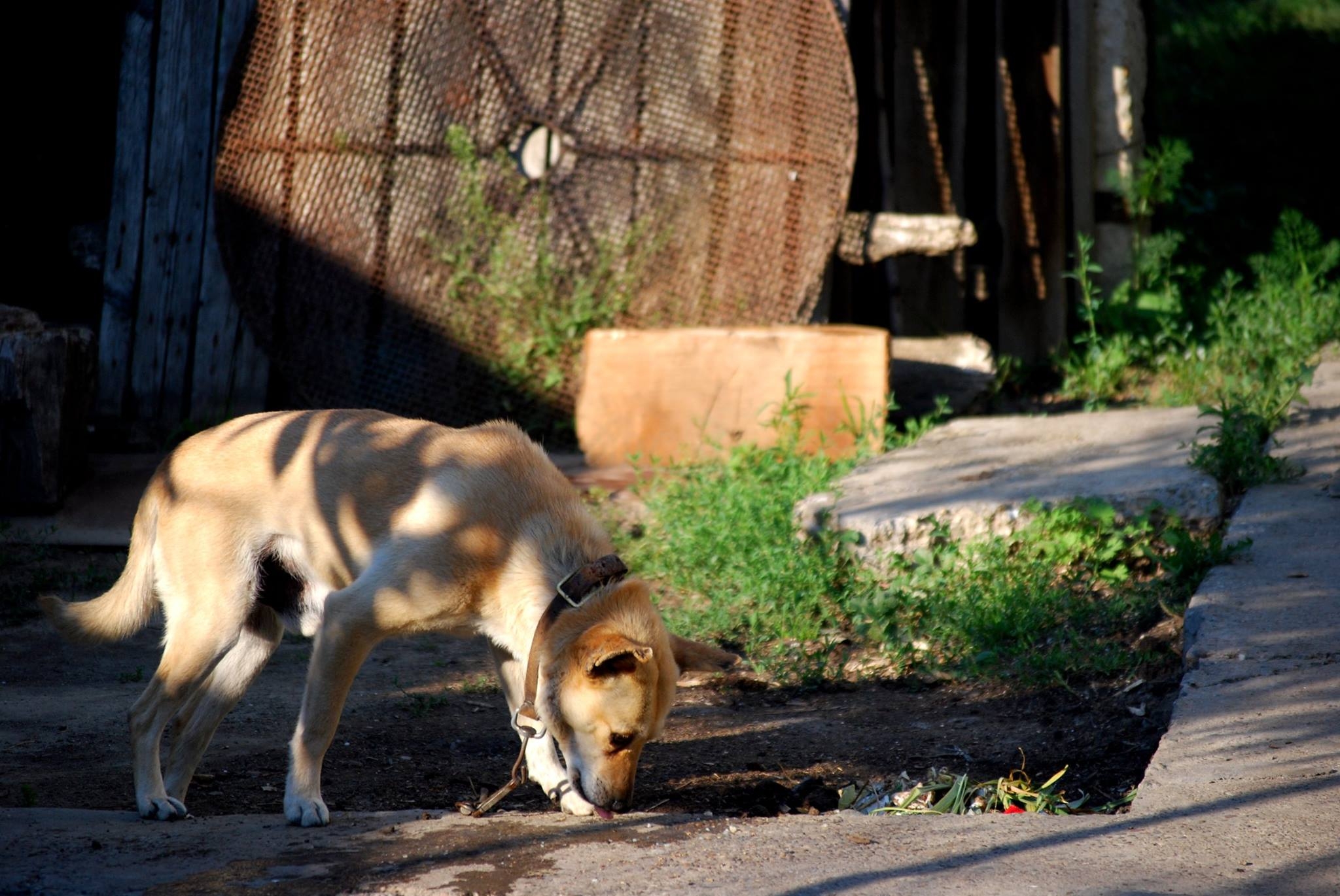 Amenzi de 300 până la 500 de lei/ Ai câine, ai obligaţia de a nu lăsa mizerie după el