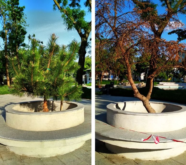 Copacii uscaţi din Parcul ”Eminescu”, înlocuiţi