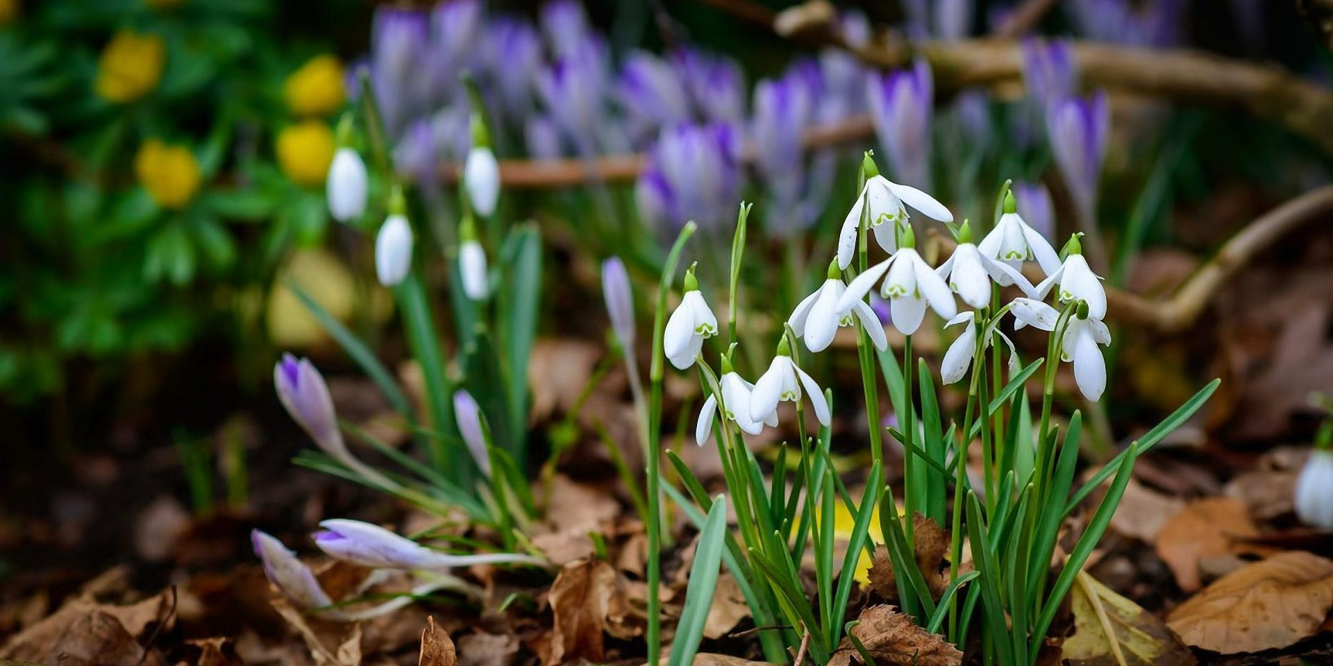 Festivalul „Sărbătorile primăverii” revine la Suhurlui