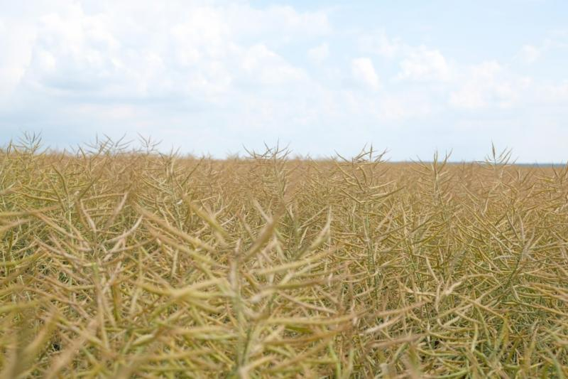 Precipitații satisfăcătoare în județ, doar în ultima perioadă