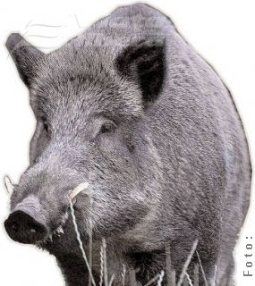 Atacul porcilor mistreţi 