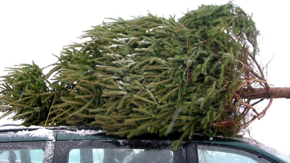 „Buy-back” de 25 de lei pentru brazii de Crăciun