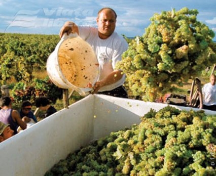 Mai puţini struguri, dar vin mai bun