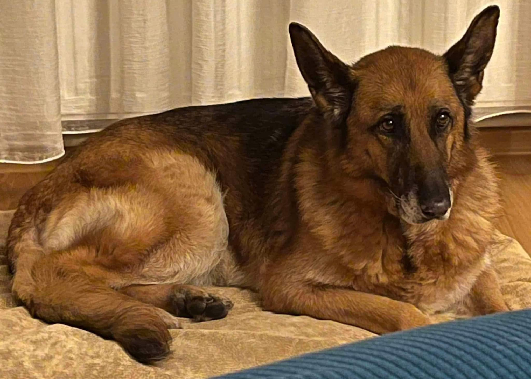 Aţi văzut-o pe Daisy?