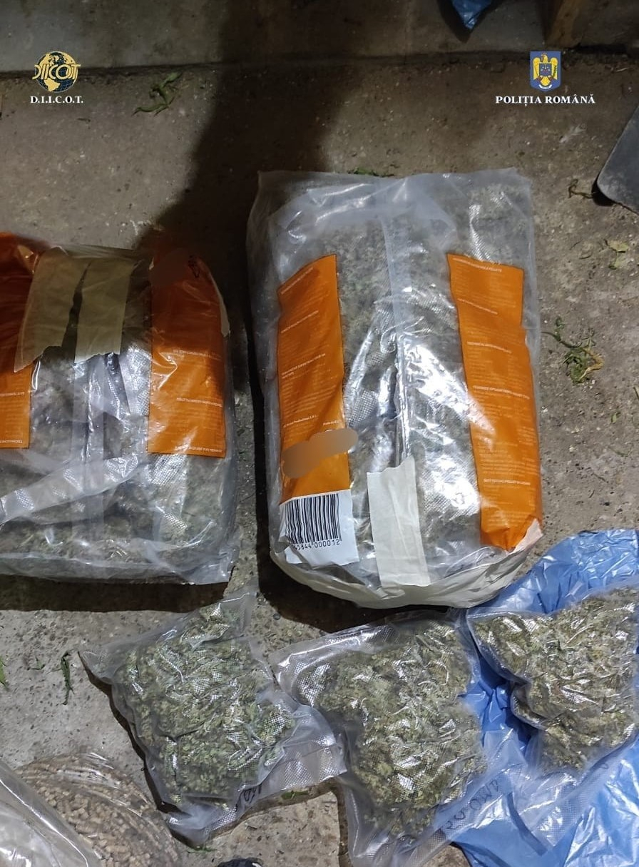 VIDEO UPDATE. Cultură de canabis, descoperită într-un beci din Galați. Secretul prosperității dealerilor de senzații tari