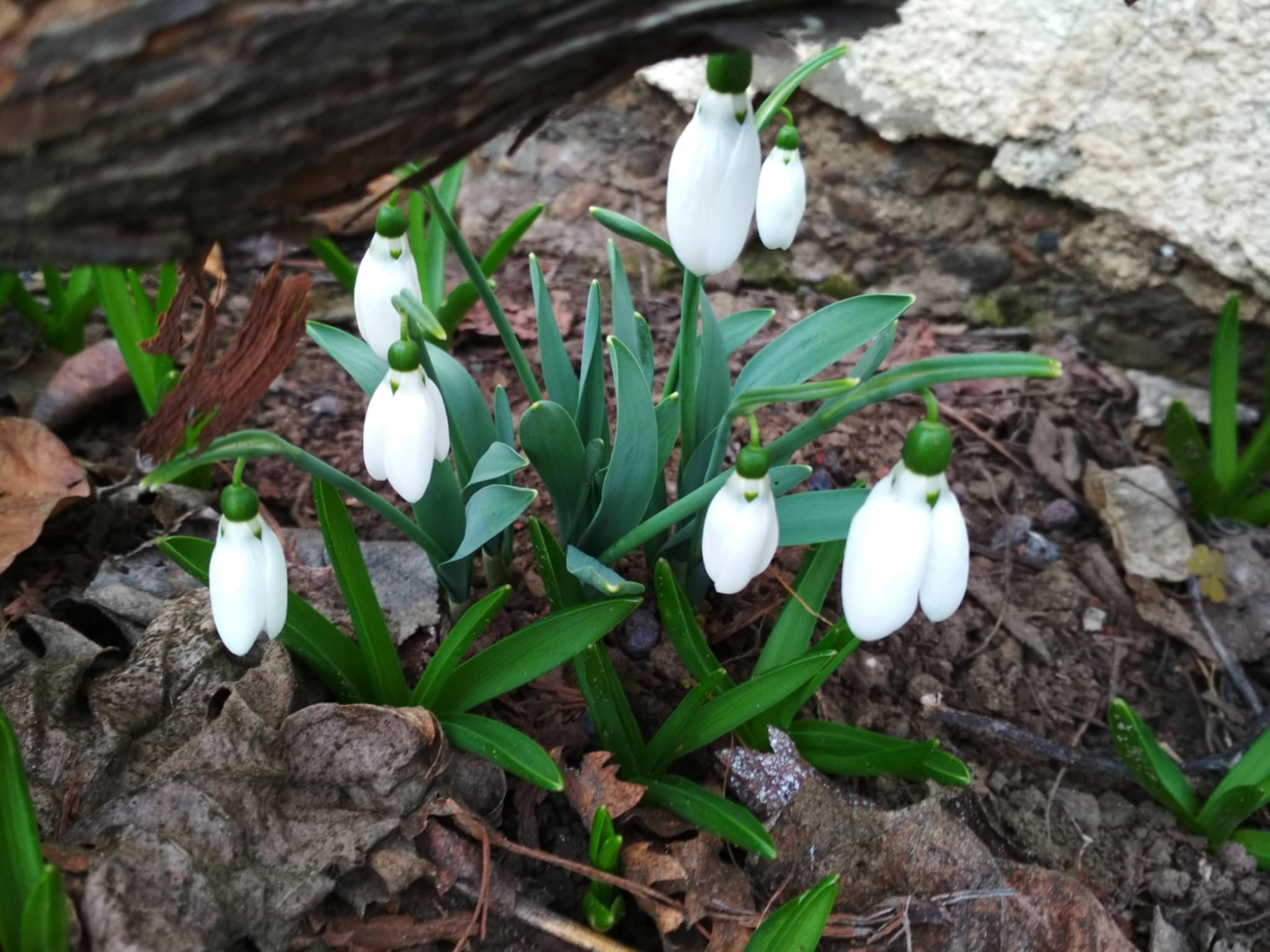 De azi încep „zilele babelor”. Ce spune „baba” despre tine