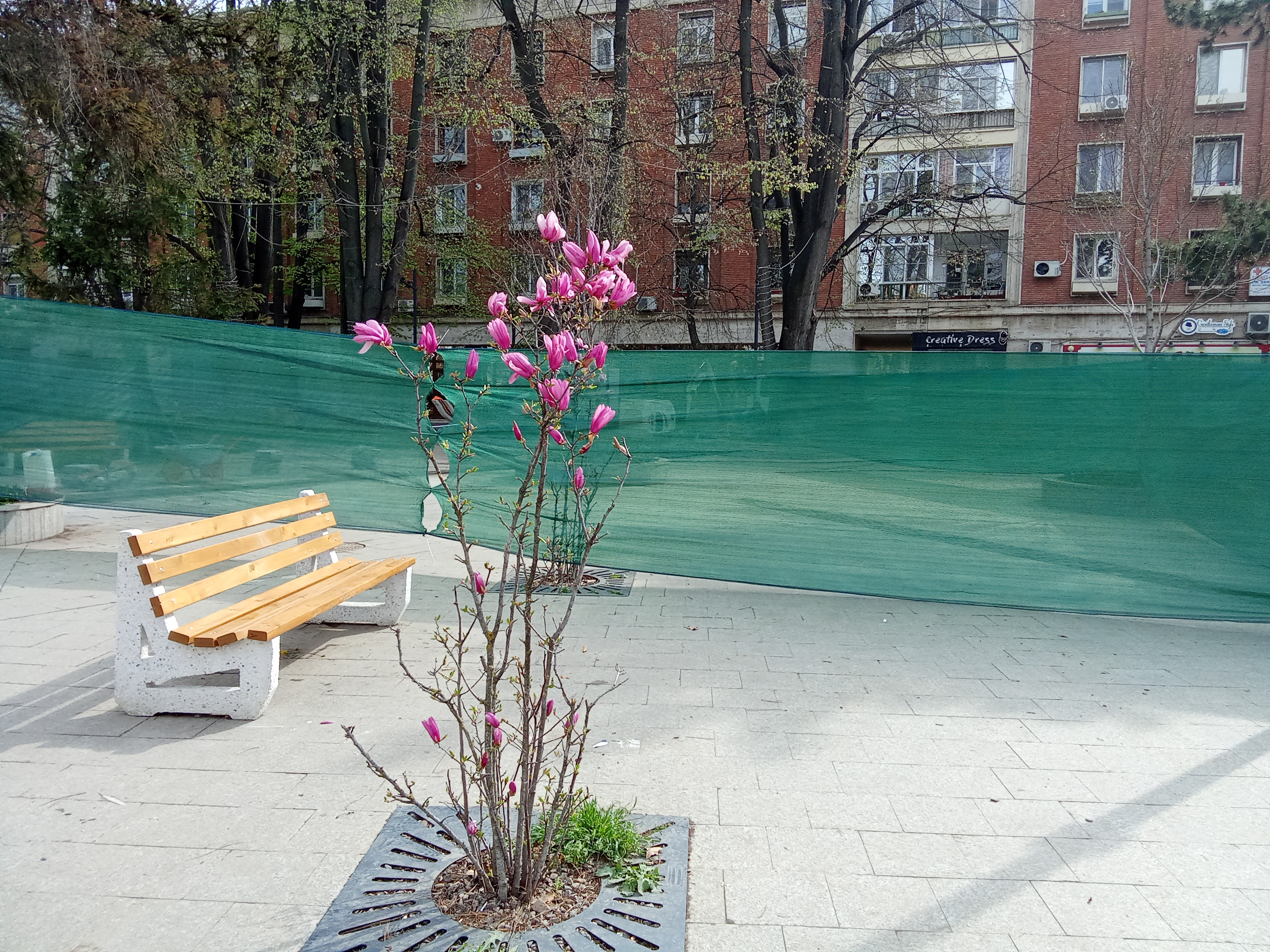 Magnolii înflorite și pavaj spart. Centrul Galațiului, din nou în șantier (FOTO)