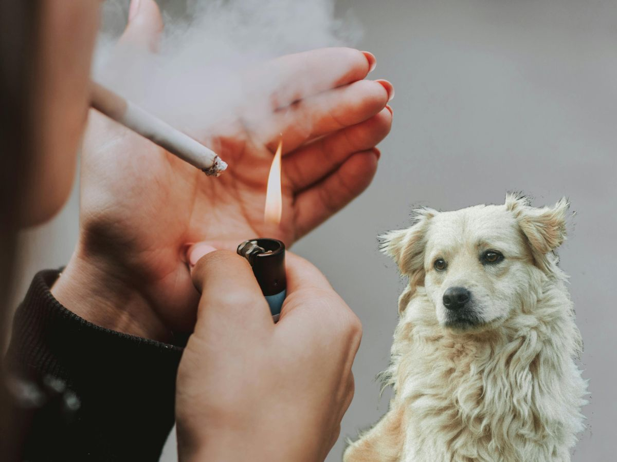 Fumatul pasiv afectează grav animalele de companie