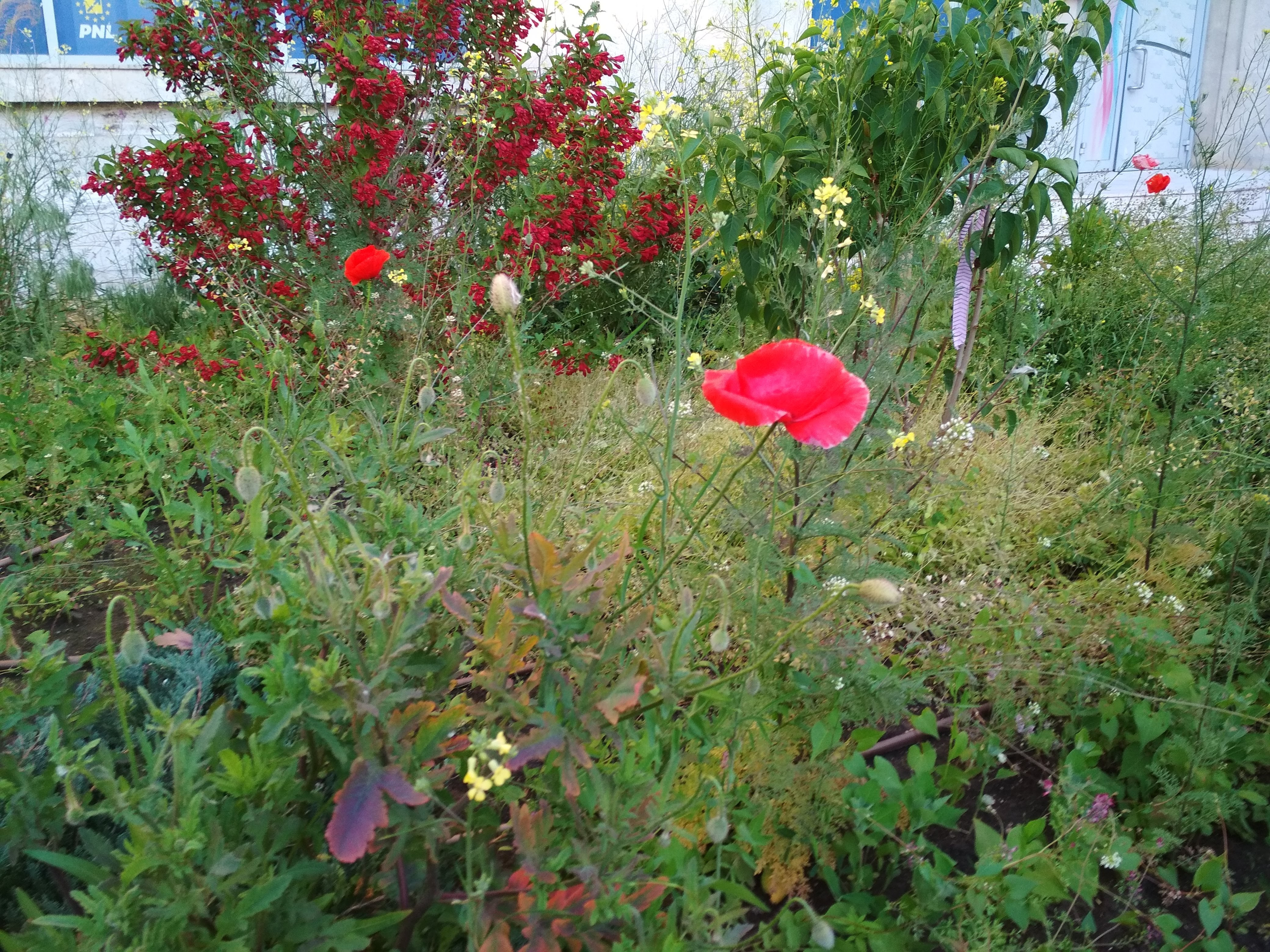 Poza zilei. Maci înfloriţi, pe strada Domnească