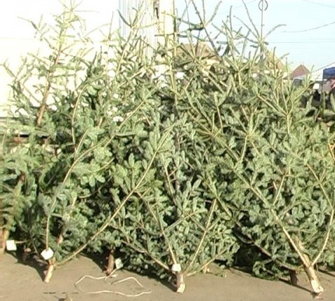 IATĂ cât vor COSTA anul acesta BRAZII DE CRĂCIUN