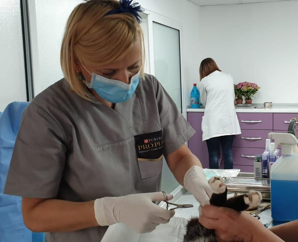 Beneficiile sterilizării prietenului necuvântător