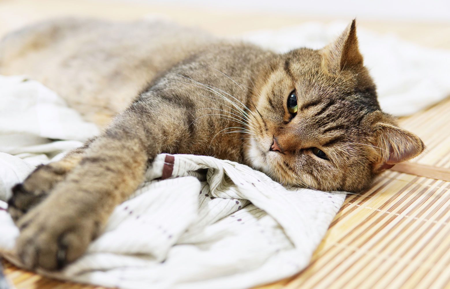 Ce nevoi speciale aduce bătrâneţea prietenilor necuvântători