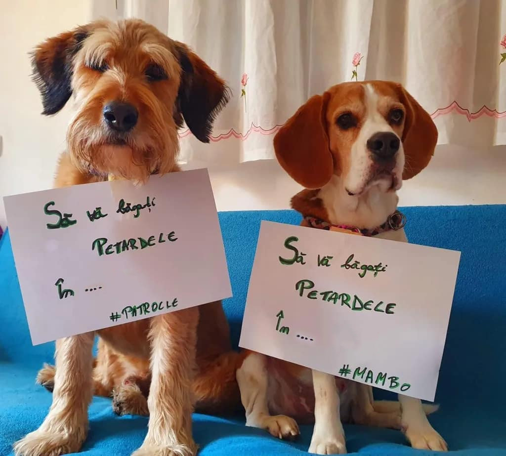 Dragi stăpâni de câini, sunteți pregătiți de „război”?