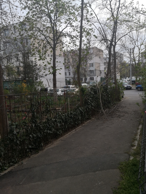 Copaci tăiaţi, crengi abandonate