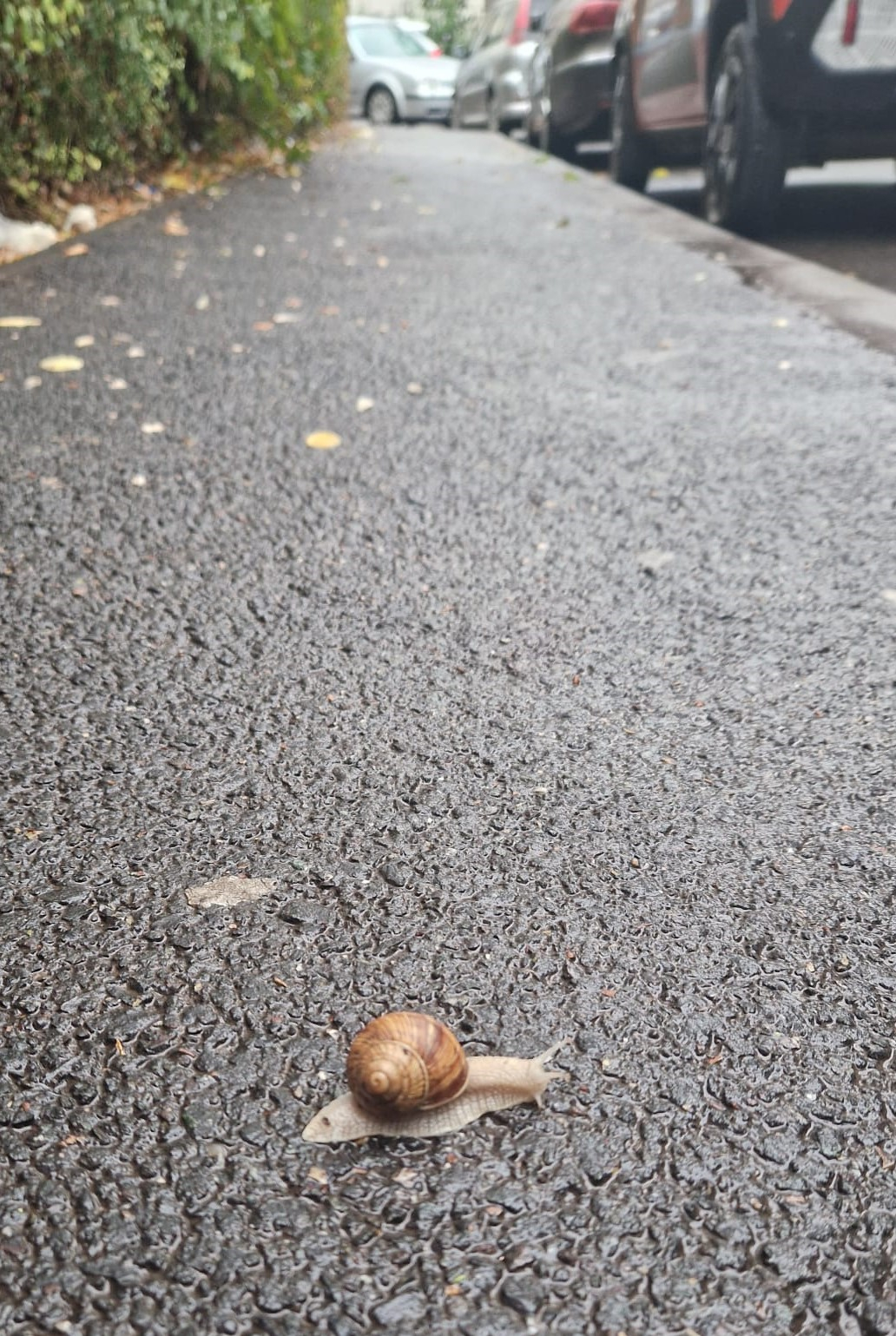 Poza zilei. Unde sunt ploile şi melcii de altădată...