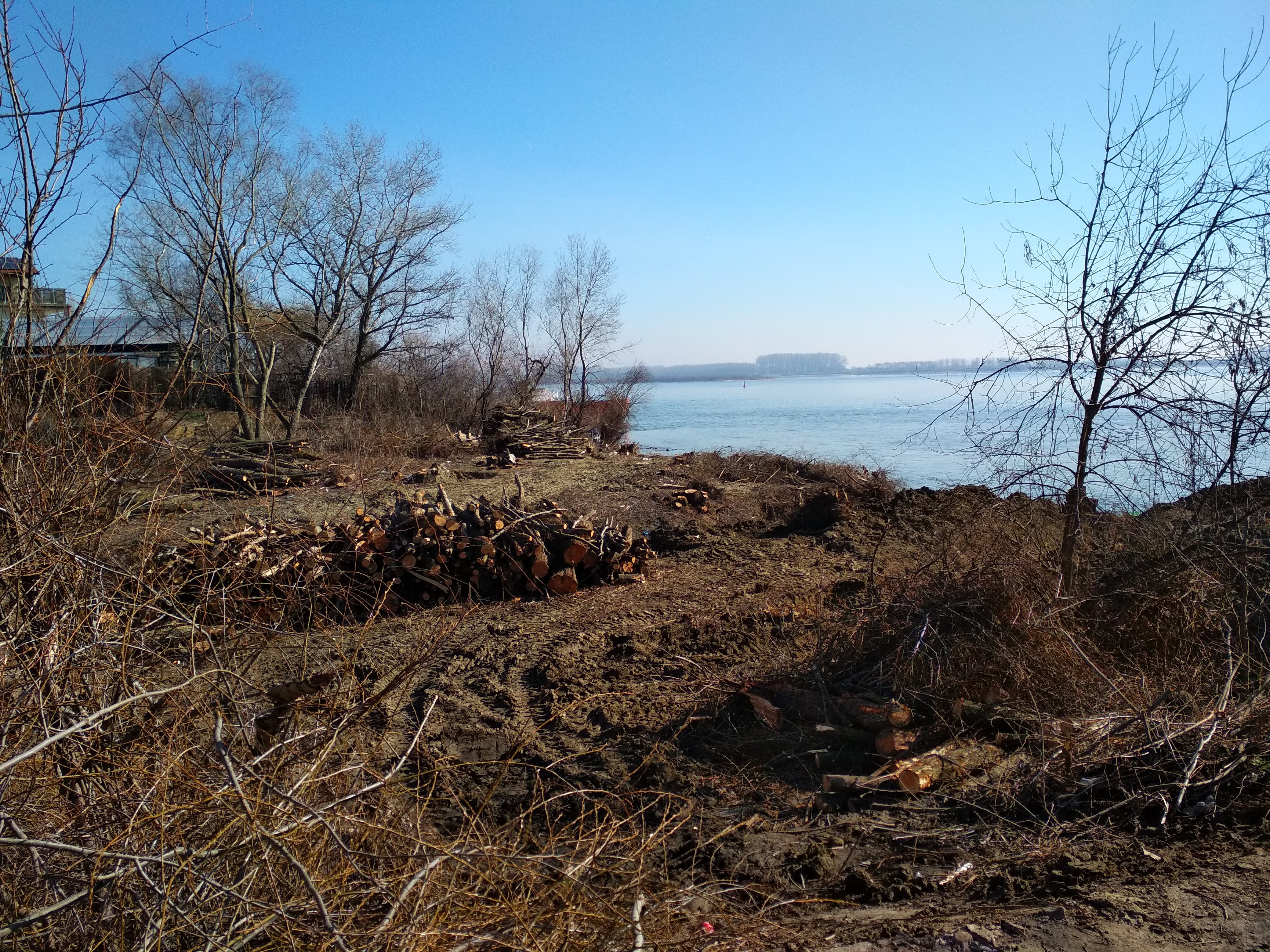 Cine și de ce defrișează malul gălăţean al Dunării. Răspunsuri ale Primăriei Galați