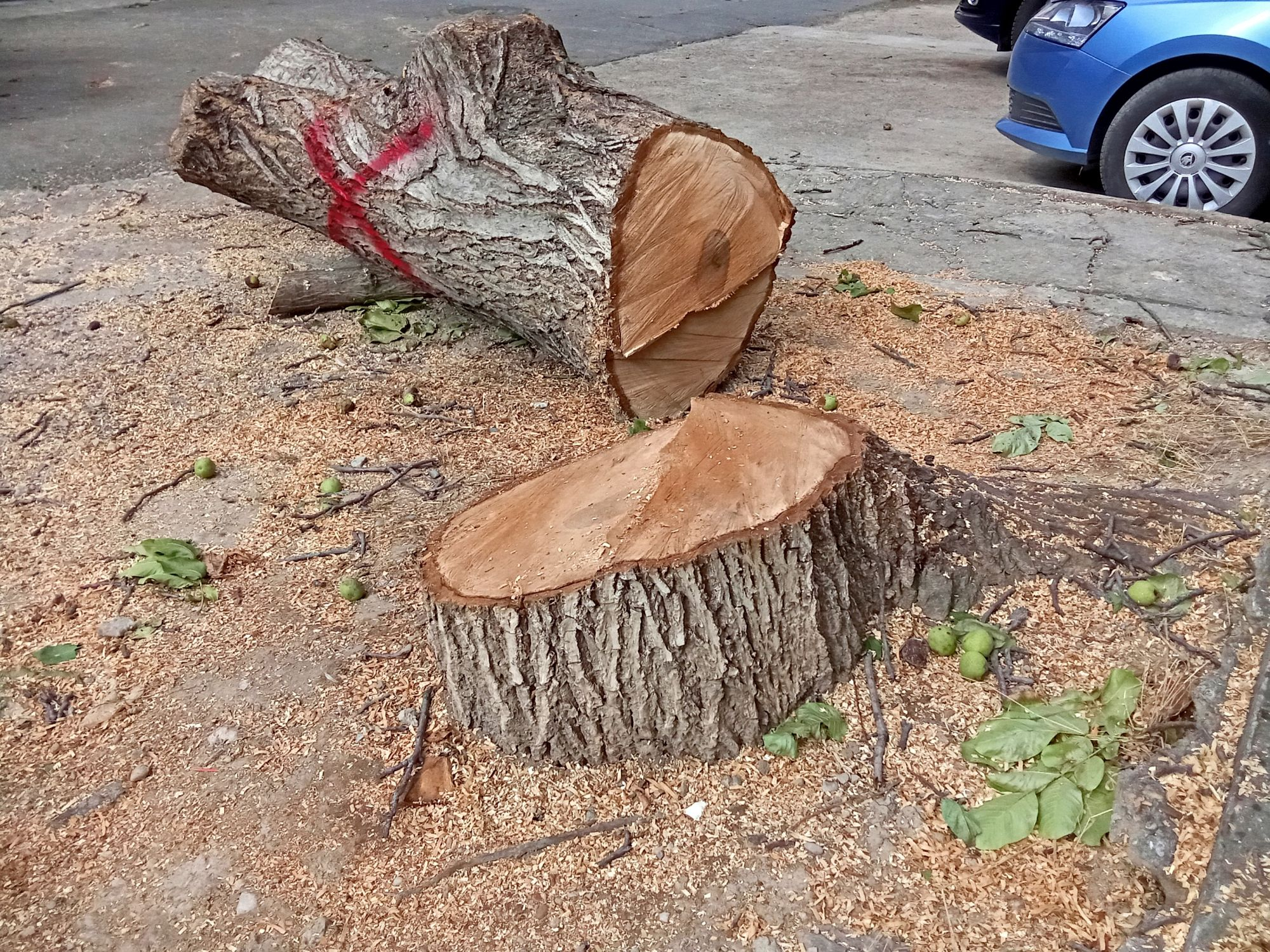 Bietul nuc, cu ce-a greșit de l-au măcelărit? (FOTO)