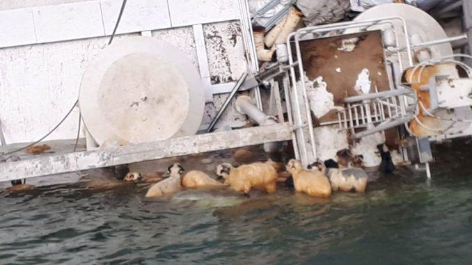 Ovine înecate în Portul Midia, îngropate în județul Tulcea