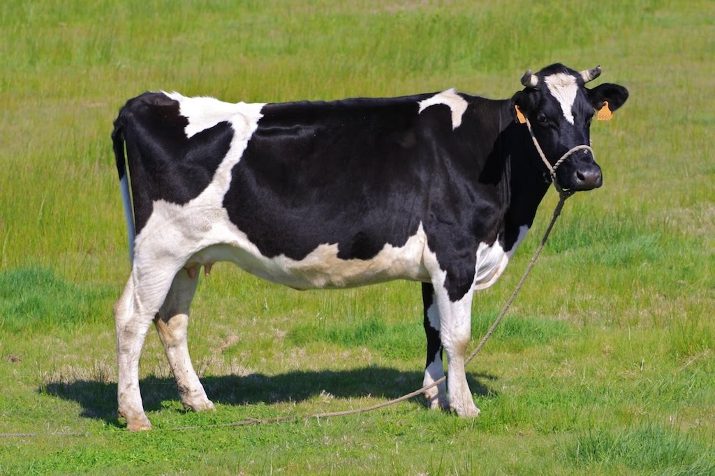 Au furat o vacă şi au încercat să o vândă pe un preţ de nimic