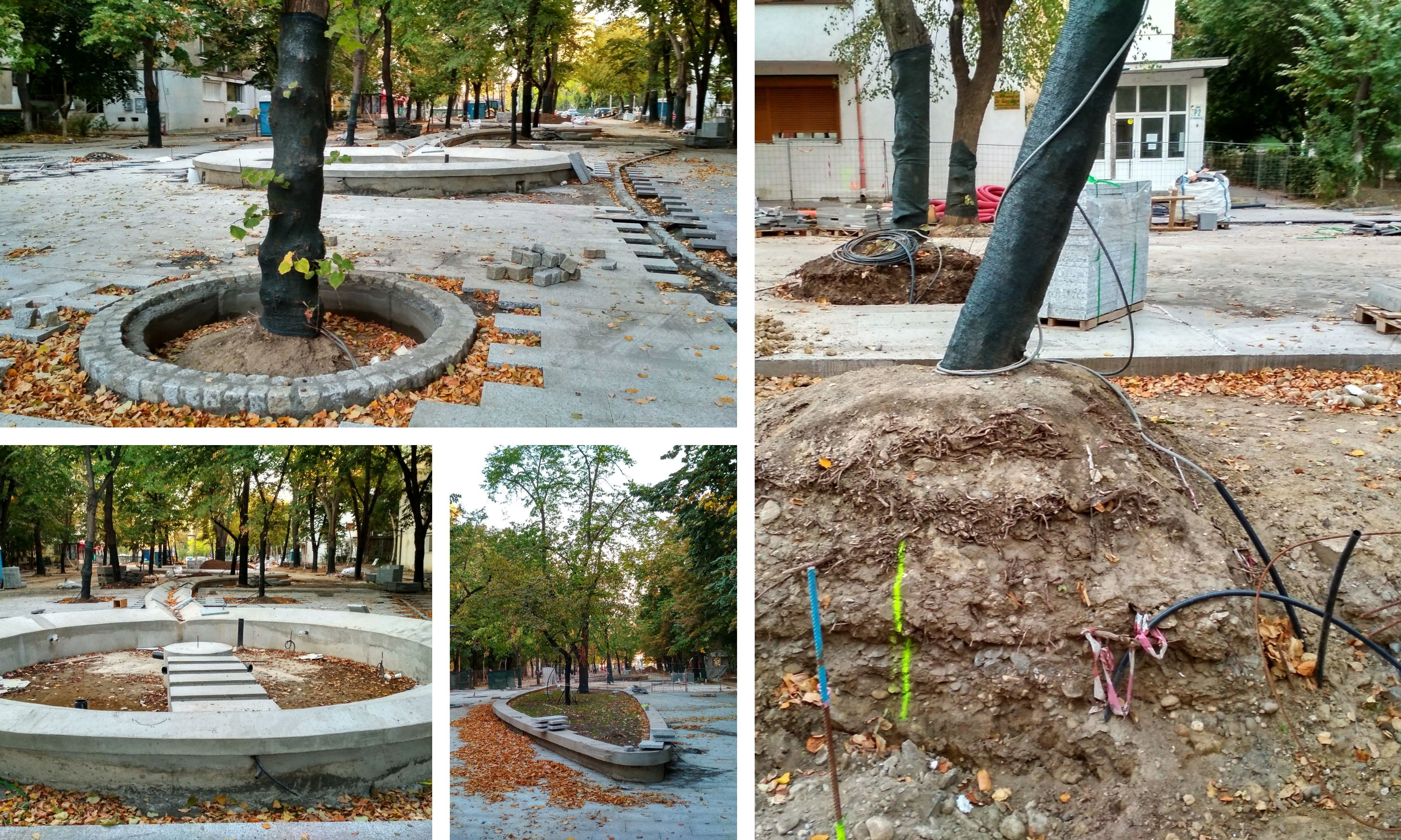 "Când se înmulțesc betoanele, se împuținează copacii". Cum s-a transformat Aleea de la P-uri (FOTO)