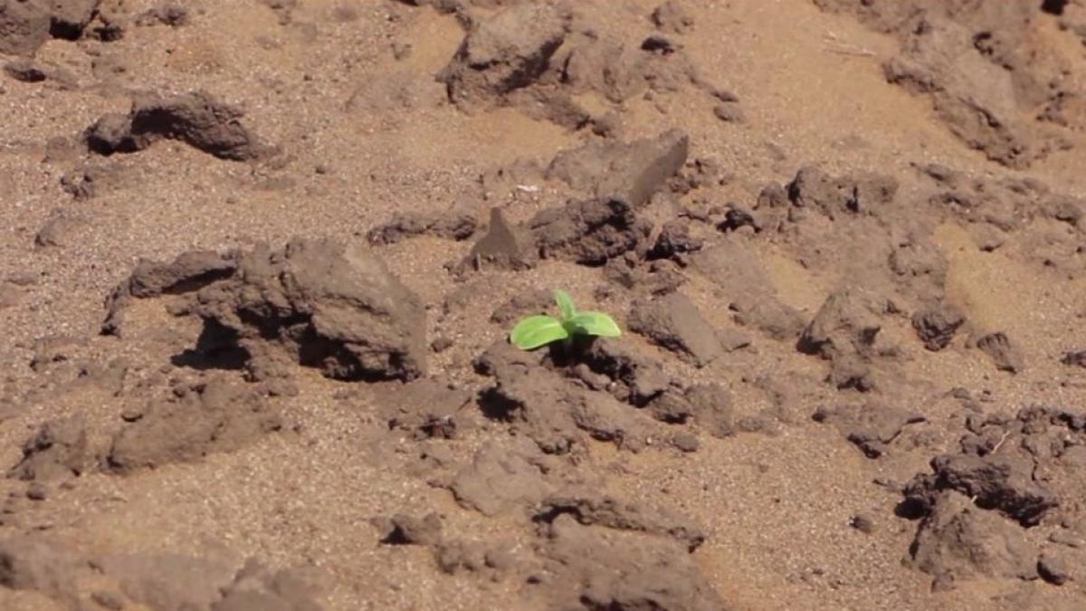 Luna iunie 2025, record negativ de secetă