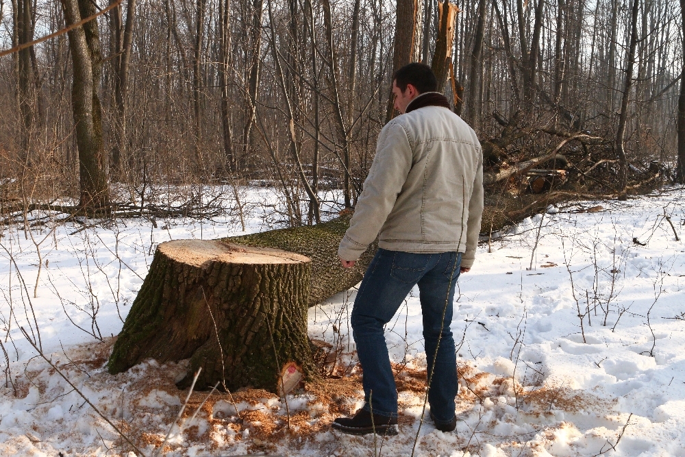 O treime din PĂDURILE GĂLĂŢENE, sub topor